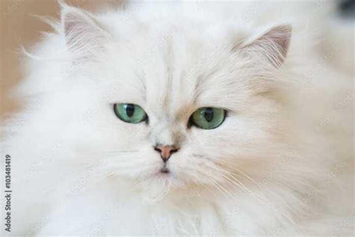 A flat-faced white Persian cat, rendered in CG, sits at a table with a nasty scowl on its face, raising a paw over a meal, in 2001&rsquo;s Cats &amp; Dogs