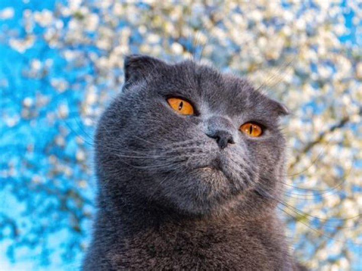 A gray Scottish Fold cat, rendered in CG, peers out from a round porthole in the front of a yellow and brown argyle-patterned hard-shelled plastic cat carrier in Argylle