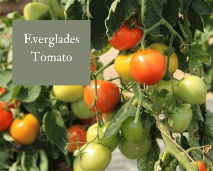 	February: Everglades tomato	