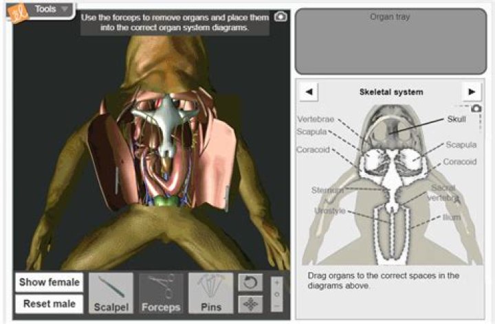 	FROG DISSECTIONS CUT FROM MIDDLE SCHOOL PROGRAM	