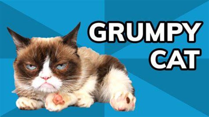 Grumpy Cat