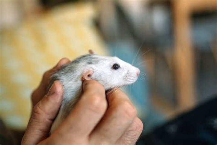 hand holding white mouse with designs beside red mouse