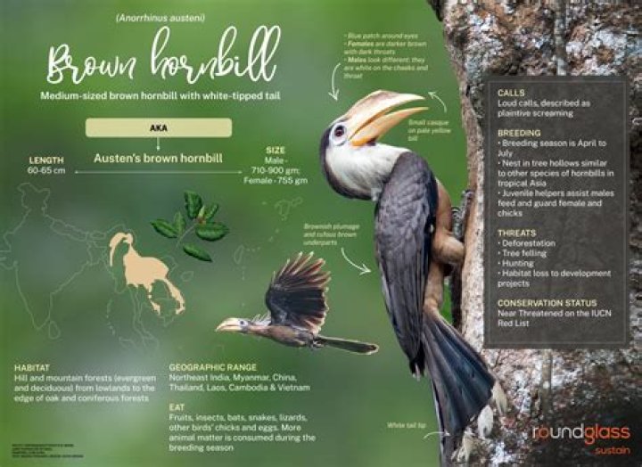 hornbell