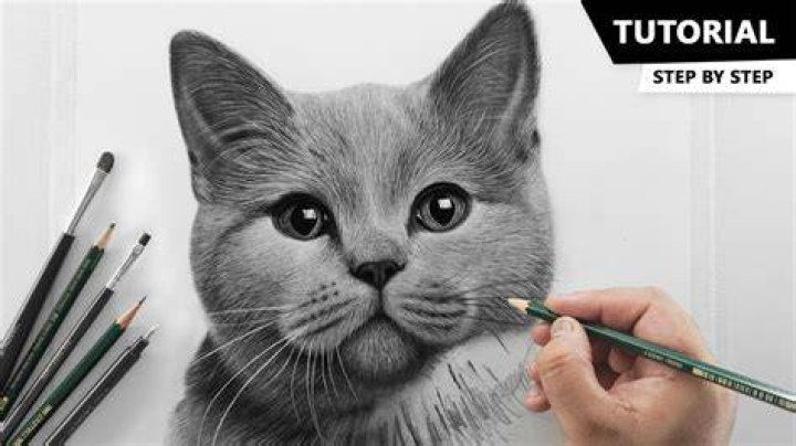 How to Draw a Realistic Bunny Rabbit