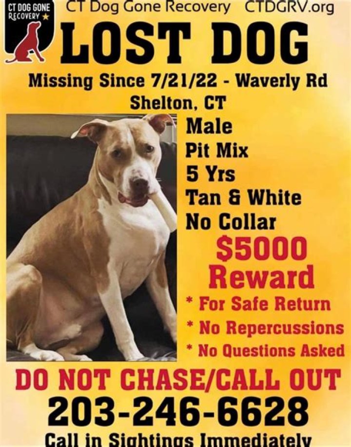 Lost, Missing Dog Pit Bull Toledo, OH, USA 43613 on April 13, 2016)