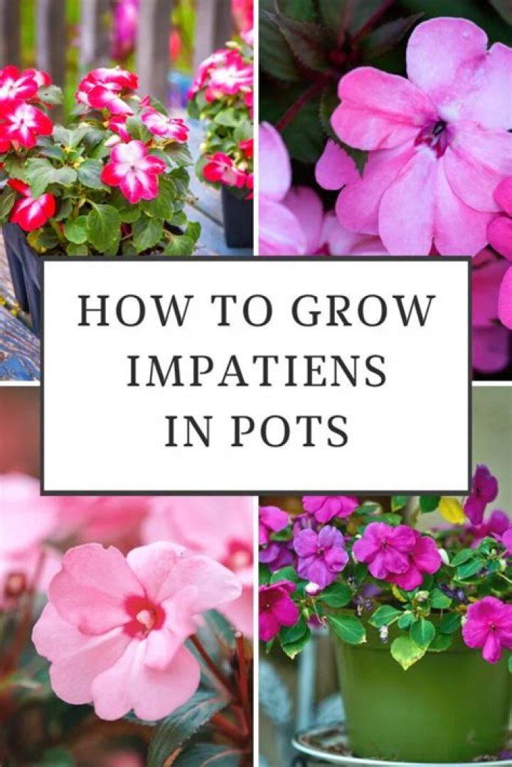 	SOME PROBLEMS WITH IMPATIENS ARE EASY TO STEM	