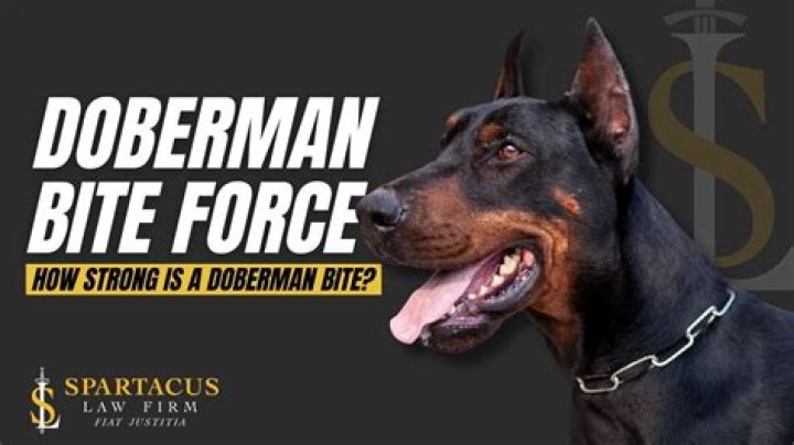 What is a Doberman Bite Force?