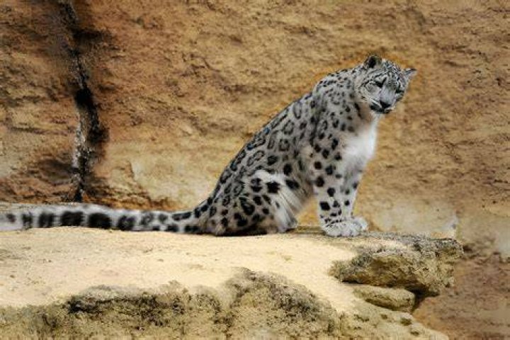 Where to Find a Leopard Coat, Which Kate Moss Is So Fond of World