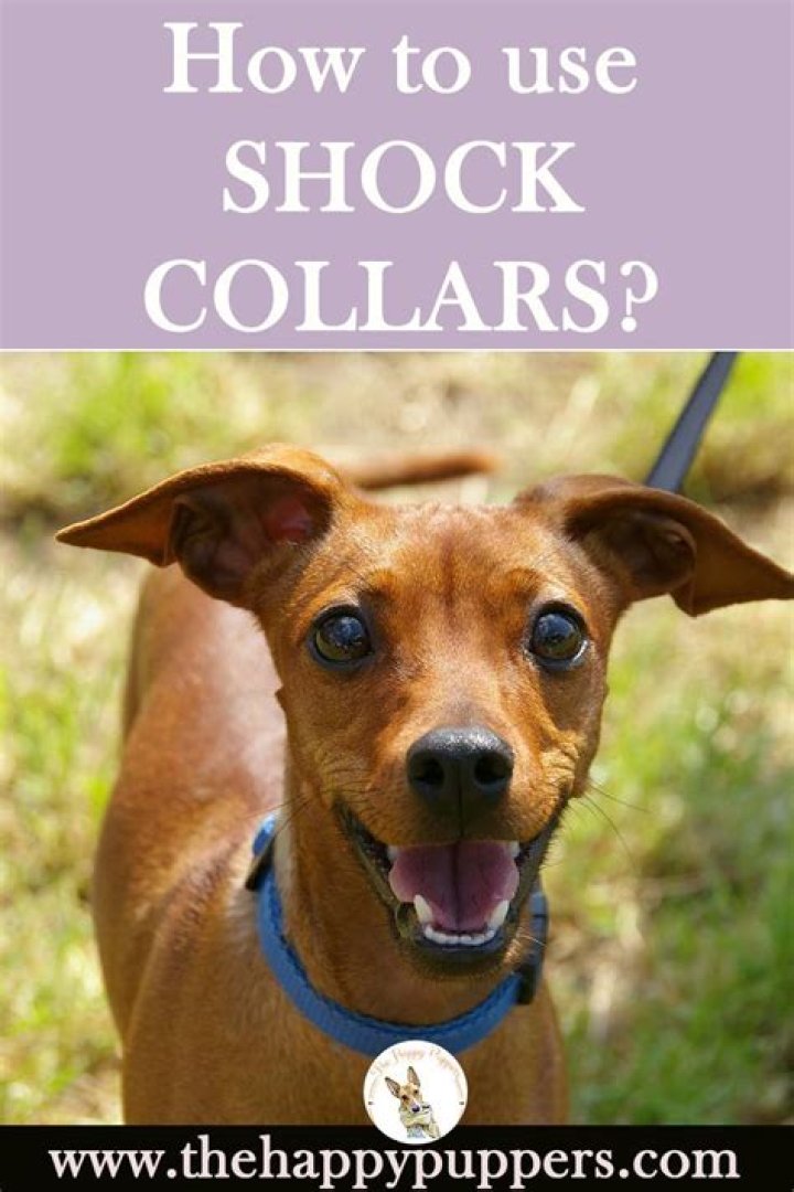 	Why not to use shock collars	